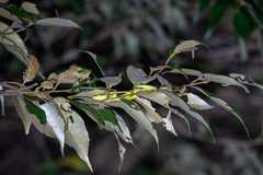 Sakishima Grass Lizard photo 5