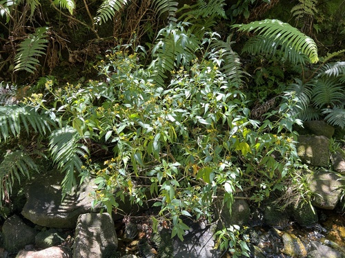 Bidens conjuncta observed 2024-09-23