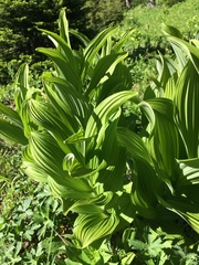 Veratrum viride