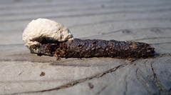 Colaptes auratus