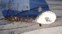 Colaptes auratus