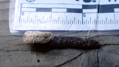 Colaptes auratus
