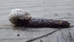 Colaptes auratus