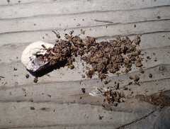 Colaptes auratus