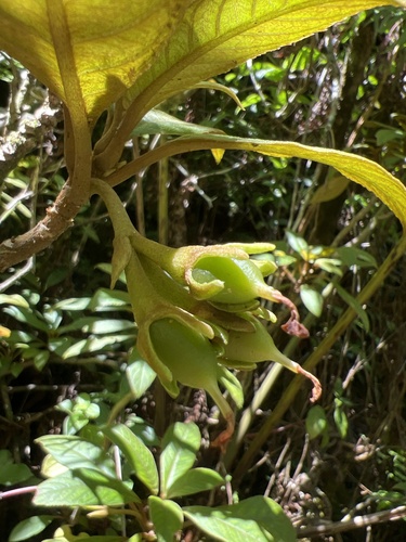 Cyrtandra grayana observed 2024-09-23