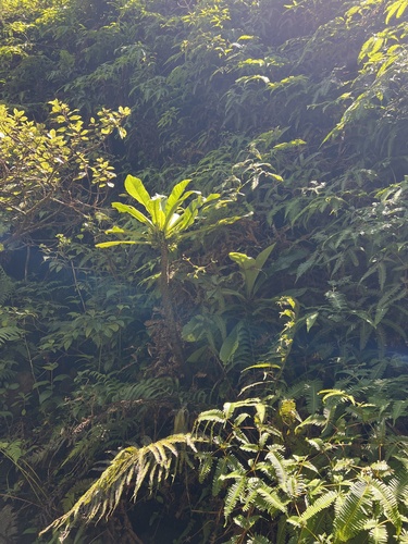 Cyanea macrostegia observed 2024-09-23