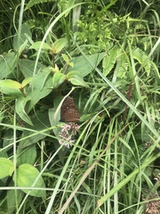 Euploea sylvester swinhoei