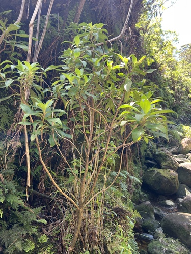 Dubautia laxa observed 2024-09-23