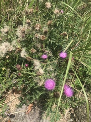 Cirsium japonicum australe