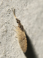 Sympherobius barberi