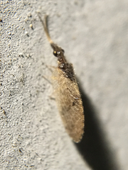 Sympherobius barberi