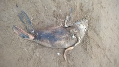 Arctocephalus tropicalis