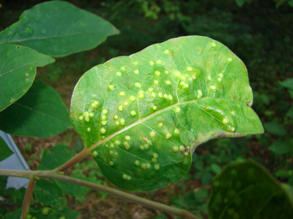 persimmon leaf blister gall