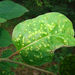 Persimmon Leaf Blister Gall - Photo (c) Lee Elliott, some rights reserved (CC BY-NC-SA), uploaded by Lee Elliott