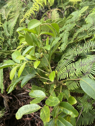 Polyscias oahuensis observed 2024-09-23