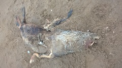 Arctocephalus tropicalis