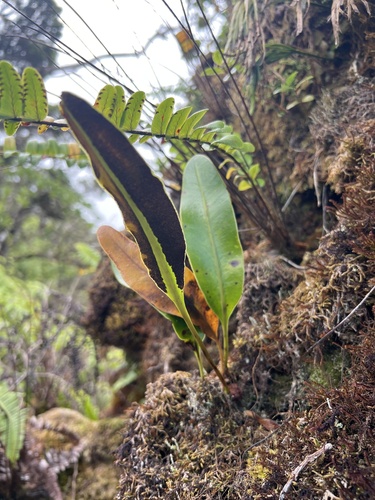 Elaphoglossum crassifolium observed 2024-09-23