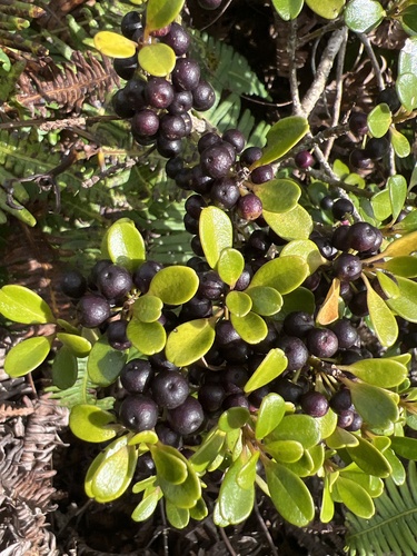Myrsine sandwicensis observed 2024-09-23