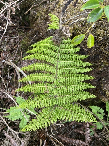 Athyrium microphyllum observed 2024-09-23
