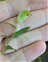 Pterostylis brumalis
