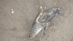 Arctocephalus tropicalis