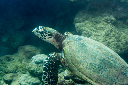 Eretmochelys imbricata observed 2019-06-29