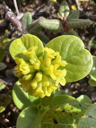 Wikstroemia bicornuta observed 2024-09-23