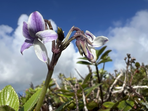 Viola maviensis observed 2024-09-23