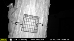 Glaucomys oregonensis