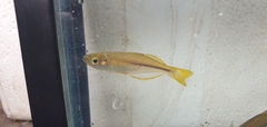 Cairns Rainbowfish photo 2