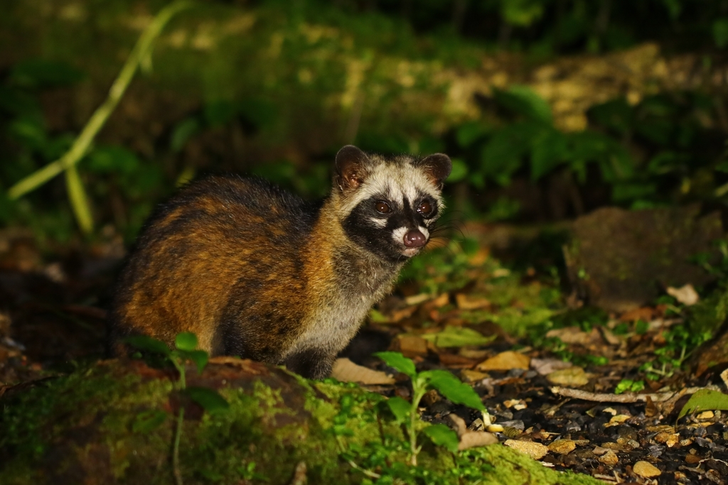 Civets, Genets, and Oyans