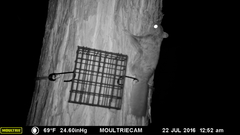 Glaucomys oregonensis