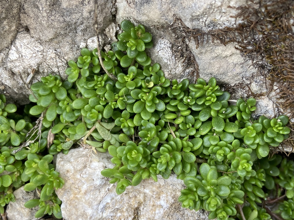 Sedum magellense; photograph (c) Joss Carr, some rights reserved (CC BY)