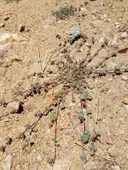 Acmispon decumbens davidsonii