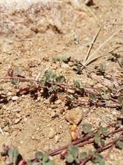 Acmispon decumbens davidsonii