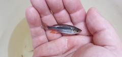 Utchee Creek Rainbowfish photo 3