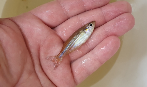 Utchee-regenboogvis (Melanotaenia utcheensis) — Melanotaeniidae — 2
