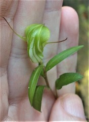 Pterostylis brumalis