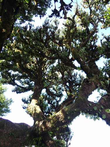 Image of Ocotea foetens by (c) Salza Palpurina, some rights reserved (CC BY)