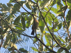 Anabacerthia lichtensteini