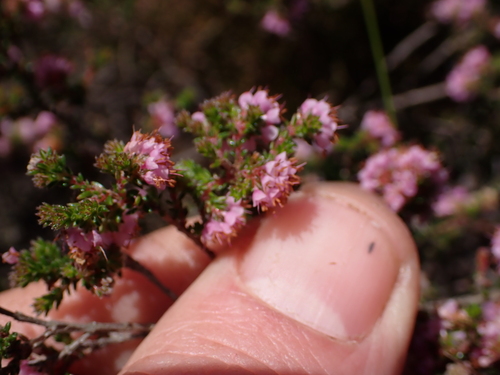 Image of Erica globiceps by (c) Eugene Hahndiek, some rights reserved (CC BY-SA)