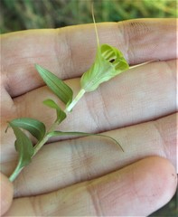 Pterostylis brumalis