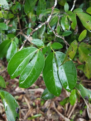 Cynometra ramiflora L.