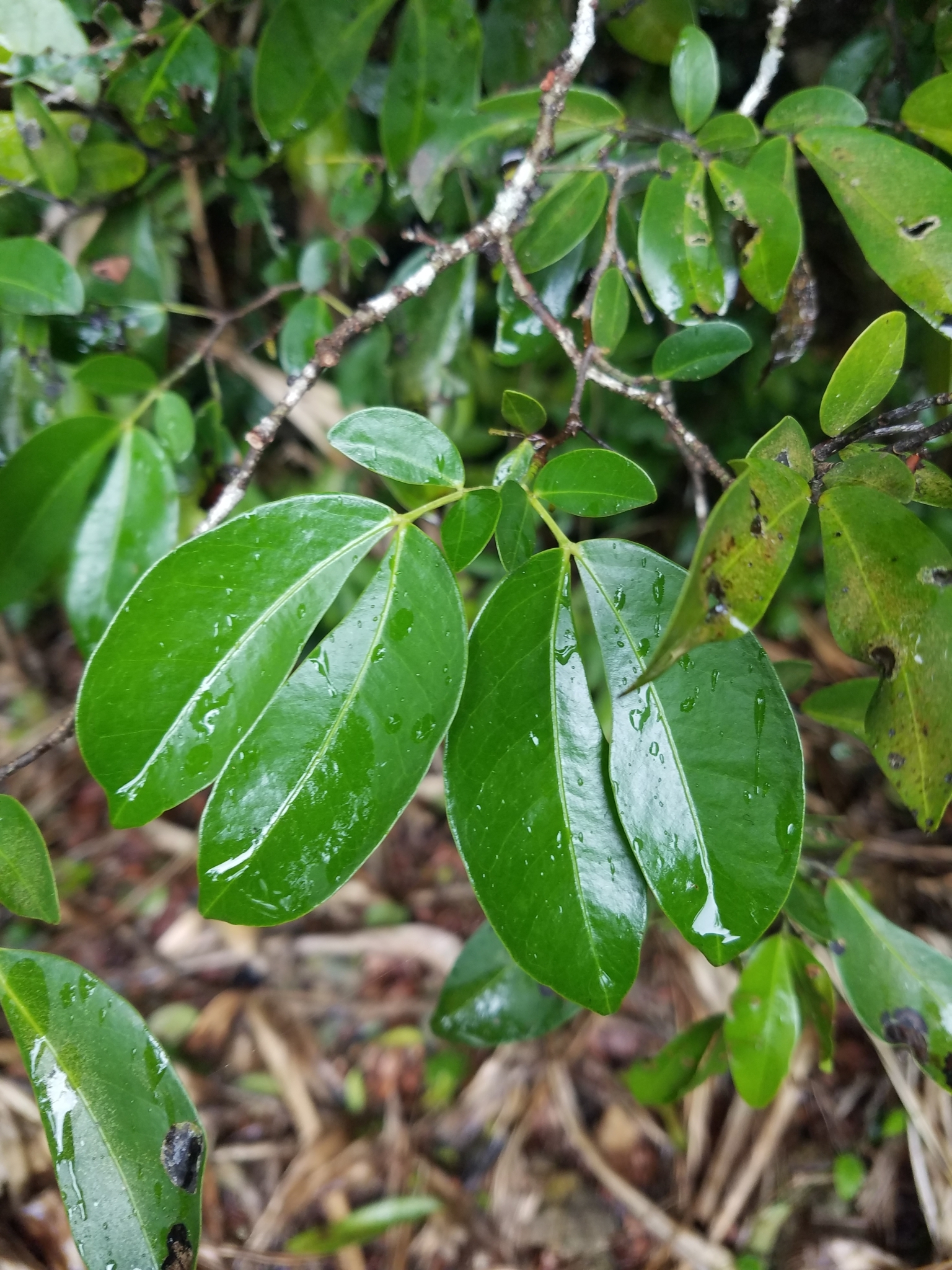 Cynometra ramiflora