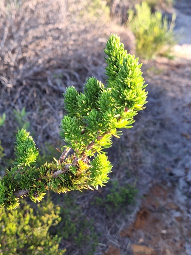 Image of Anthospermum aethiopicum by (c) Adele SL, some rights reserved (CC BY)