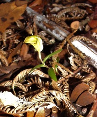 Pterostylis brumalis