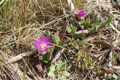 Image of Carpobrotus modestus by (c) Rod Lowther, some rights reserved (CC BY)
