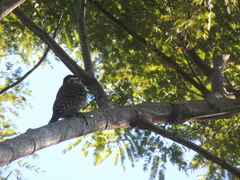 Dryobates spilogaster