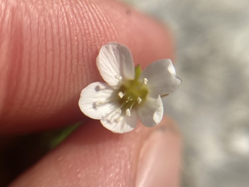 Image of Mcneillia graminifolia by (c) Joss Carr, some rights reserved (CC BY)
