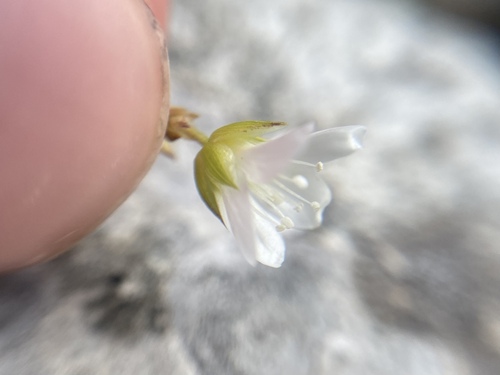 Image of Mcneillia graminifolia by (c) Joss Carr, some rights reserved (CC BY)